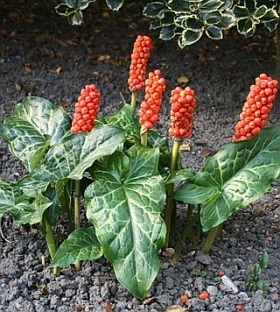Arum italicum