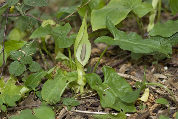 Arum maculatum