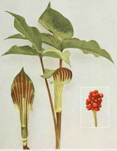 Arum triphyllum