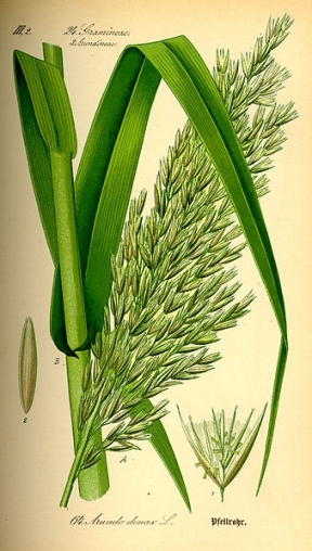 Arundo mauritanica