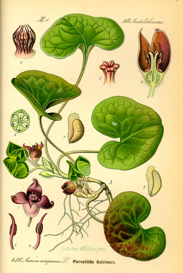 Asarum europaeum