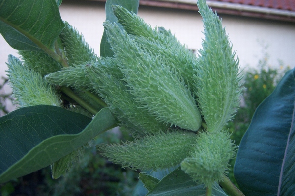 Asclepias cornuti