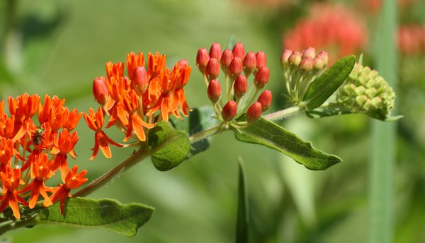 Asclepias tuberosa