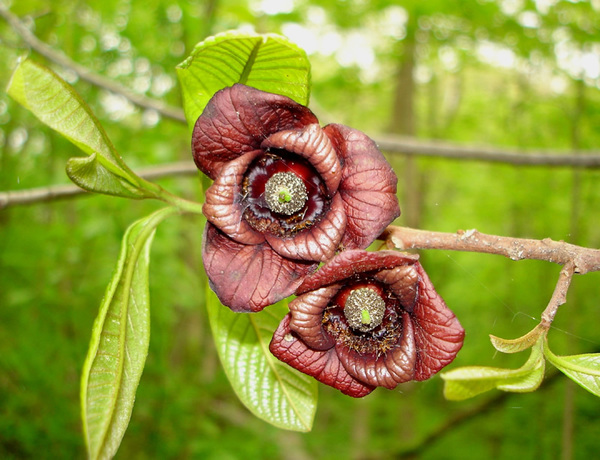 Asimina triloba