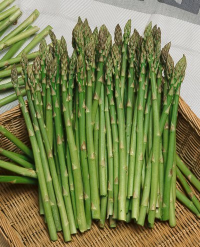 Asparagus officinalis