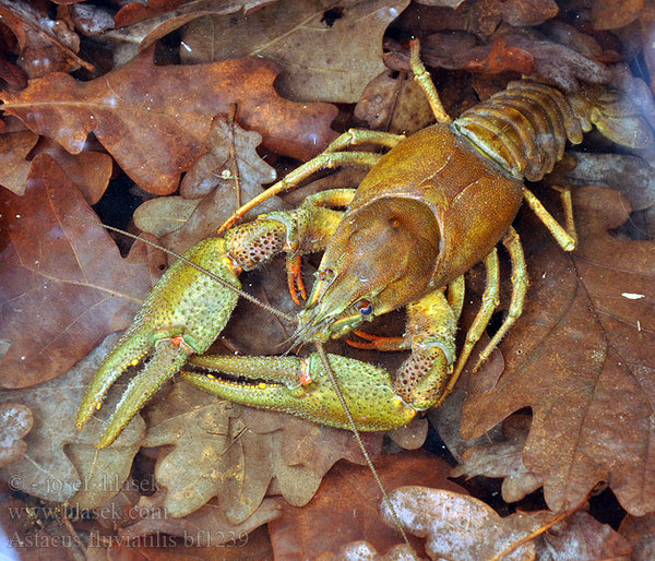 Astacus fluviatilis
