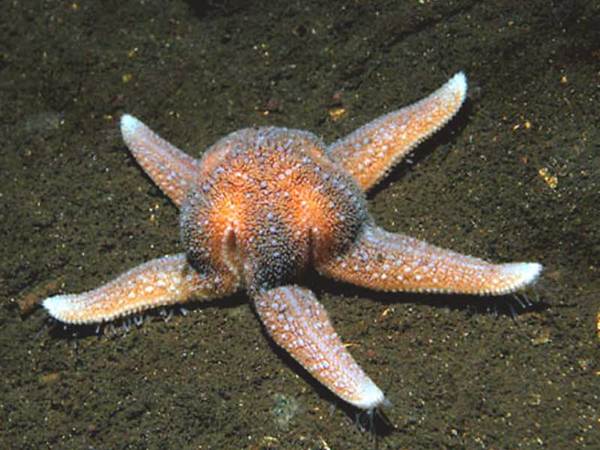 Asterias rubens