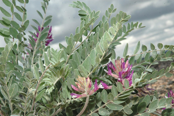 Astragalus mollissimus