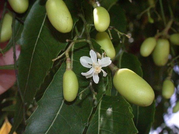 Azadirachta indica