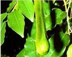 Balsamum peruvianum