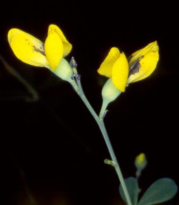 Baptisia tinctoria
