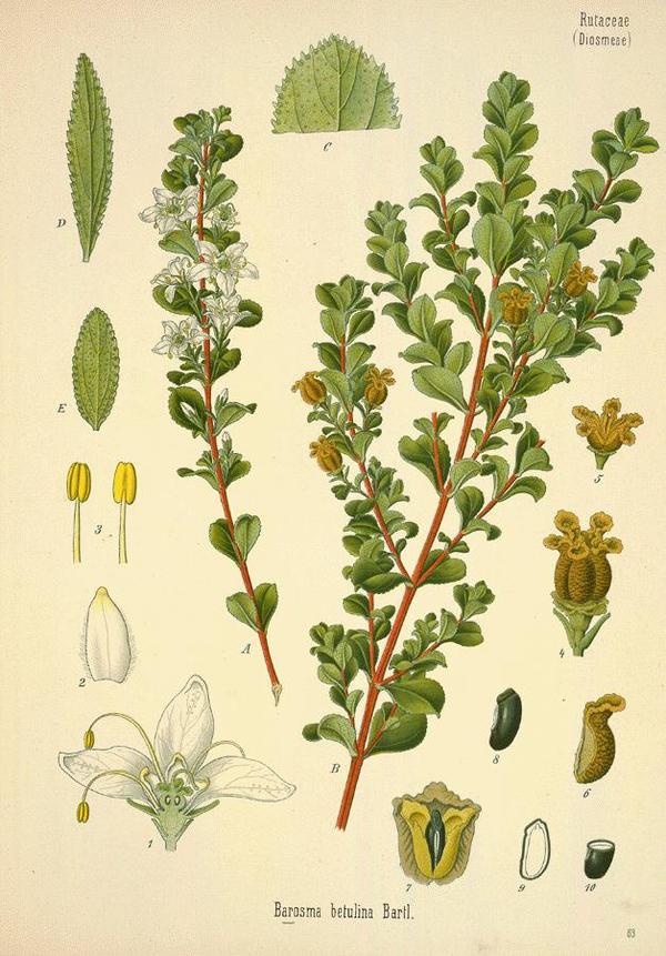 Barosma crenulatum