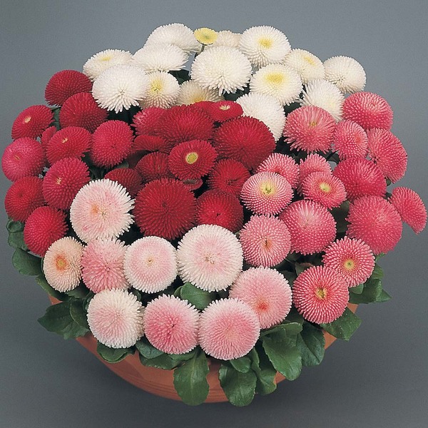 Bellis perennis