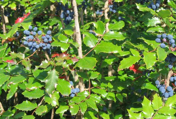 Berberis aquifolium