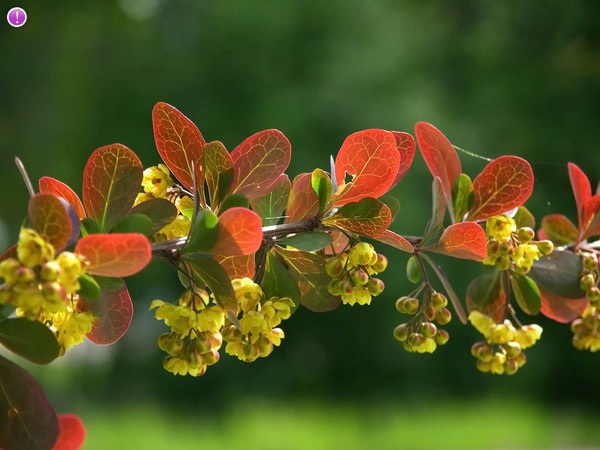 Berberis vulgaris