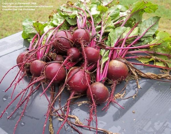 Beta vulgaris