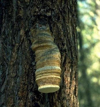 Boletus laricis
