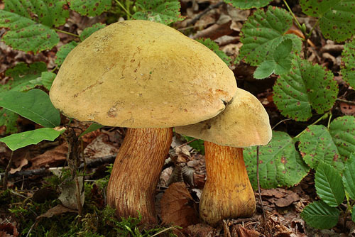 Boletus luridus