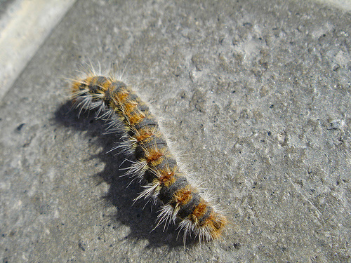 Bombyx processionea