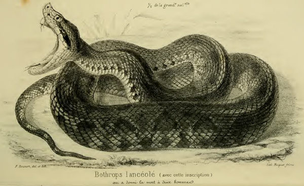 Bothrops lanceolatus