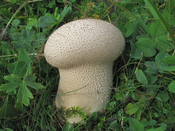Bovista lycoperdon