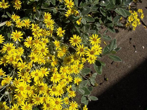 Brachyglottis repens