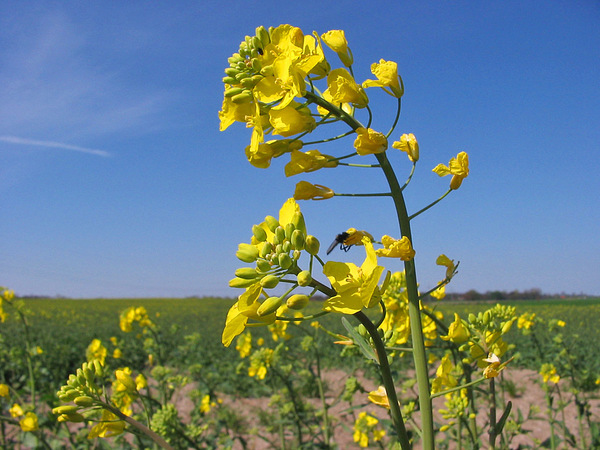 Brassica napus