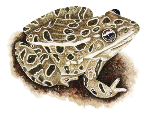 Bufo rana