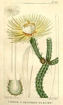 Cactus grandiflorus
