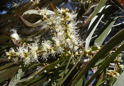 Cajuputum