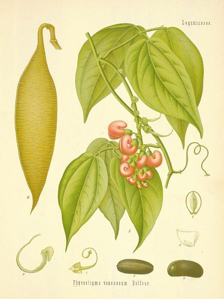 Calabar (physostigma)