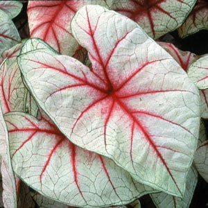 Caladium seguinum