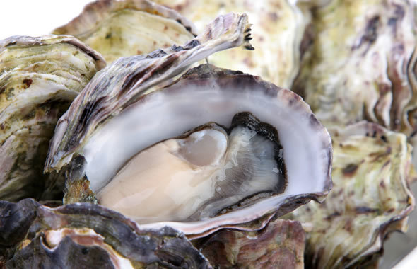 Calcarea carbonica