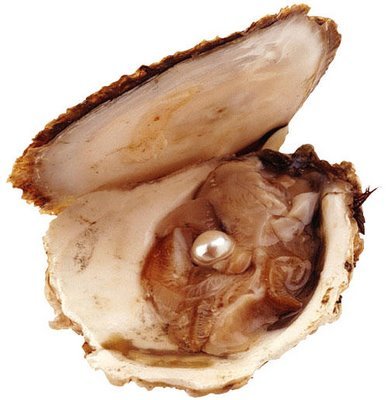 Calcarea ostrearum