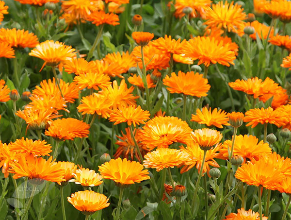 Calendula officinalis