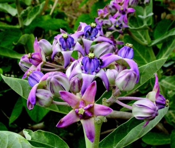 Calotropis gigantea