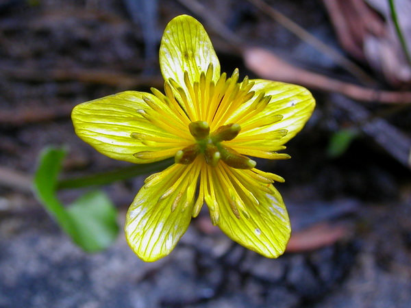 Caltha palustris