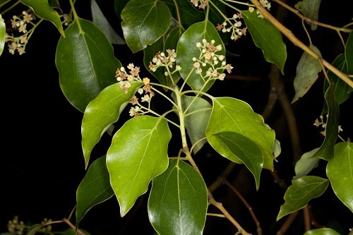 Camphora