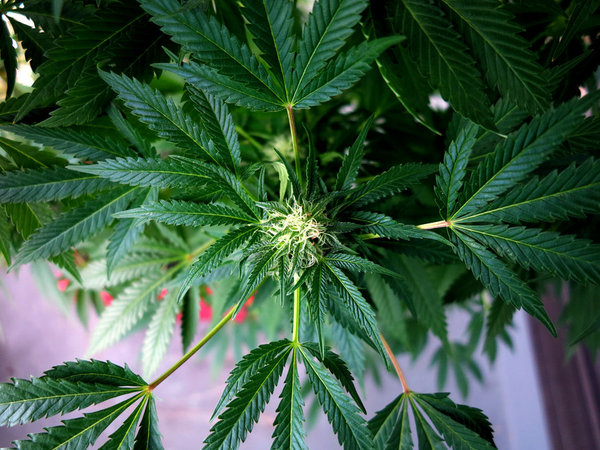 Cannabis indica