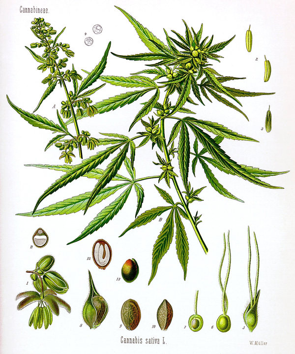 Cannabis sativa