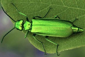 Cantharis vesicatoria