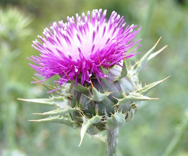 Carduus marianus