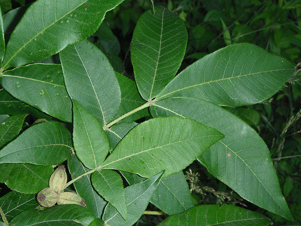 Carya alba