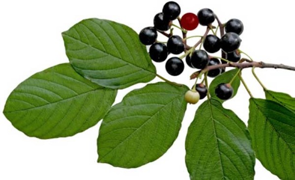 Cascara sagrada