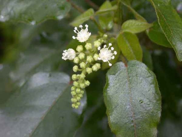 Cascarilla