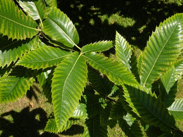 Castanea vesca