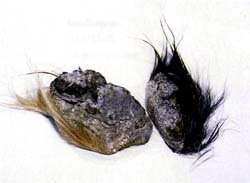 Castor equi