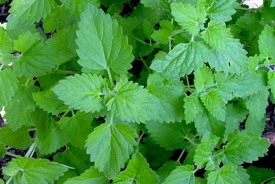 Cataria nepeta