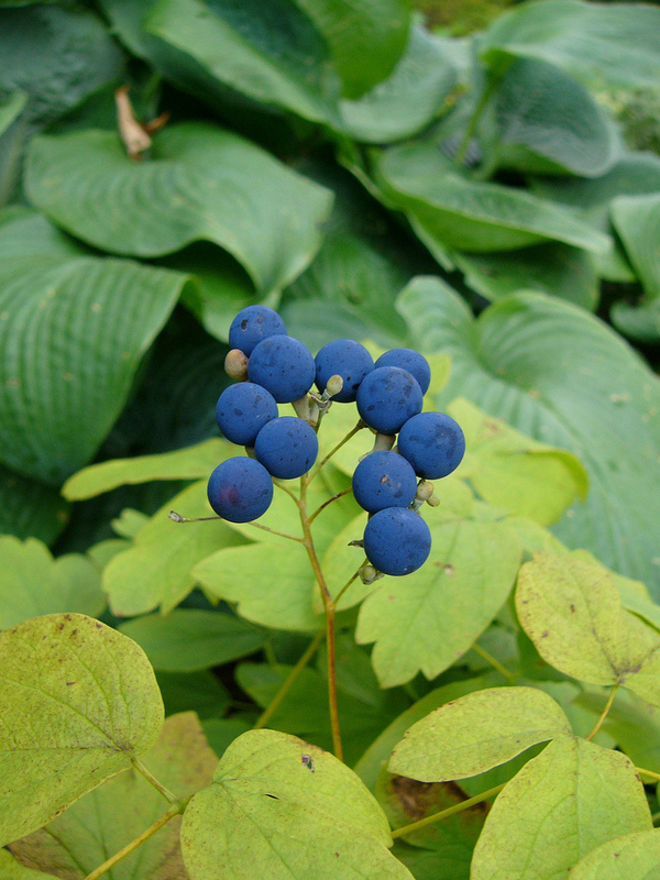 Caulophyllum thalictroides
