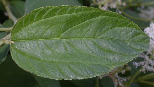 Ceanothus americanus